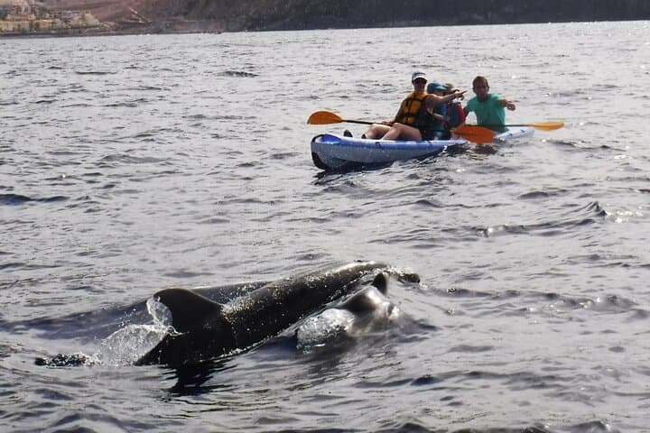 Kayak Route along the Volcanic Coast in Tenerife South with Snorkeling