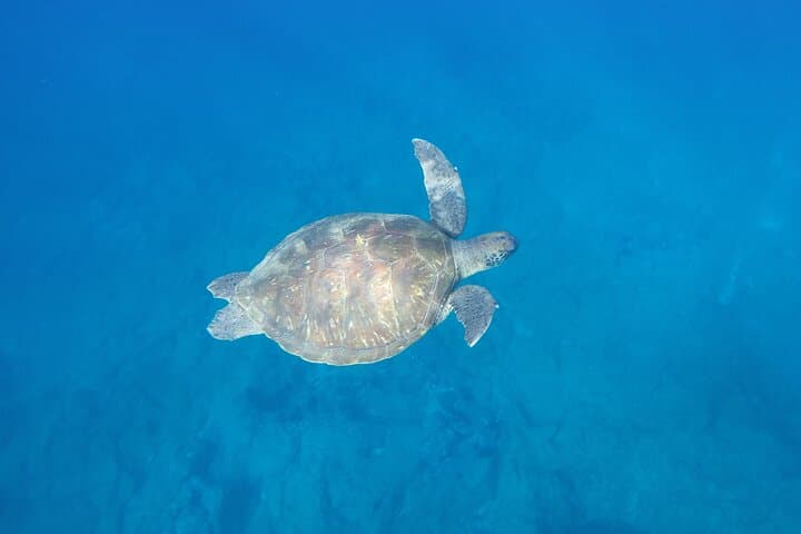 Kayak Route along the Volcanic Coast in Tenerife South with Snorkeling