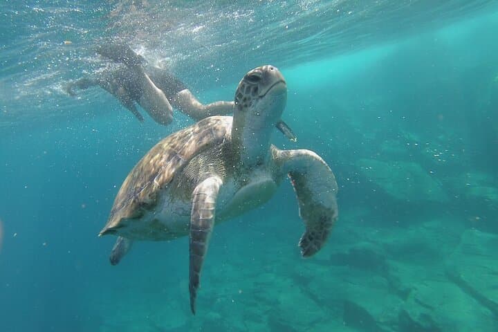 Kayak Route along the Volcanic Coast in Tenerife South with Snorkeling