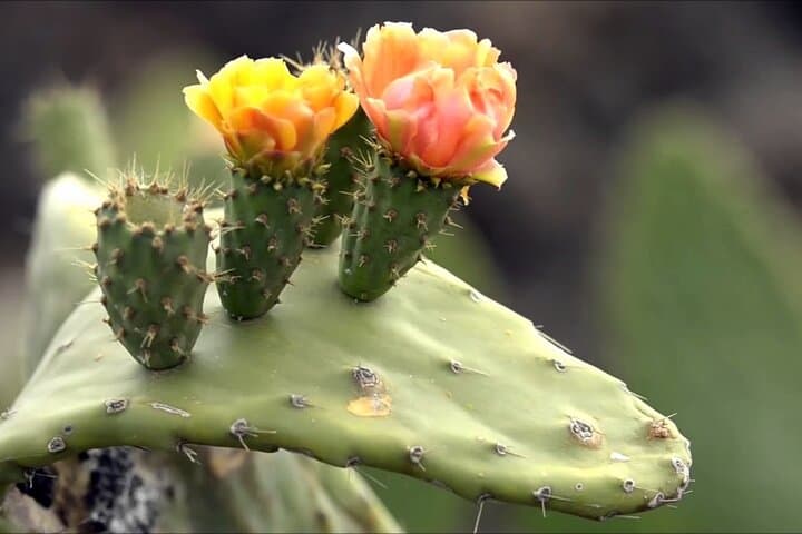 Lanzarote Tour: Lagomar Museum, Cactus Garden & La Graciosa