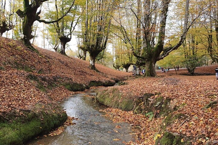 Bosque de Otzarreta