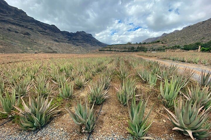 Full-Day Gran Canaria Tour with Teror, Tejeda and Lunch in Fataga