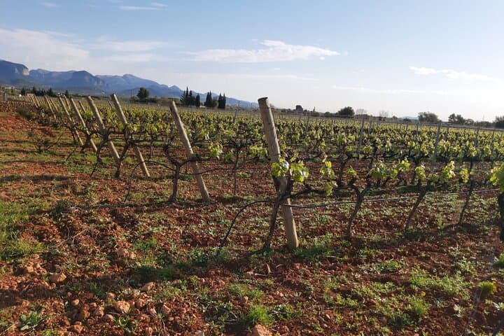 Mallorca Bodega & Olive Minibus Tour incl. Pick-up South Coast