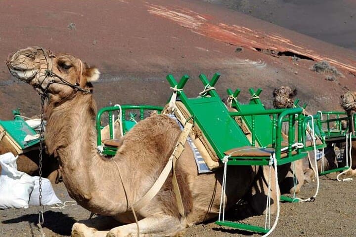 Grand Tour to Timanfaya and Jameos del Agua for cruise passengers