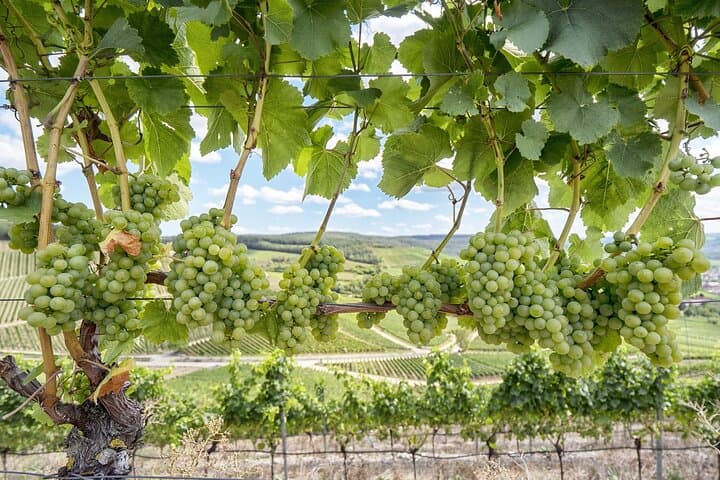 Private Half Day Txakoli Wine Tour & Getaria Fishing Village