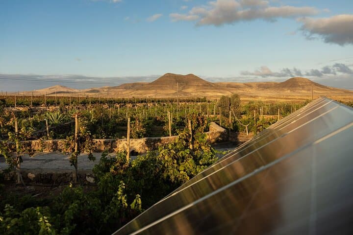 Vineyard Tour with Wine Tasting and Local Products
