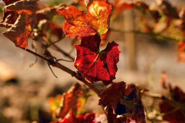 Vineyard Tour with Wine Tasting and Local Products