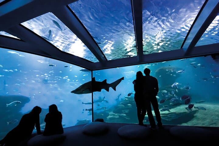 Ticket Palma Aquarium