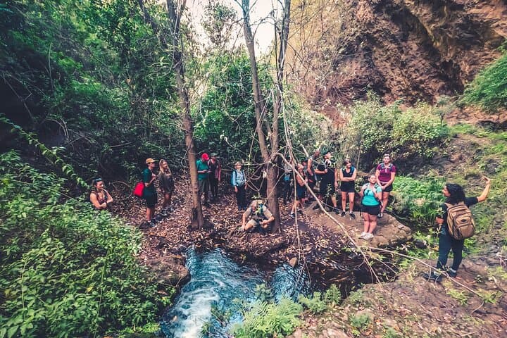 Full Day Rainforest Tour with Tasting and Swimming Time ツ