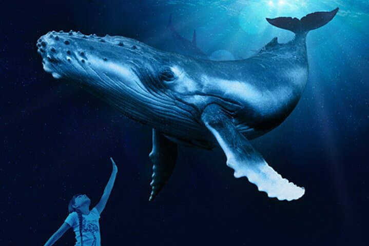 Ticket Palma Aquarium