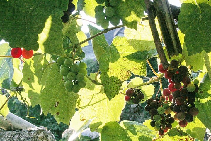 Rias Baixas PRIVATE Shore tour
