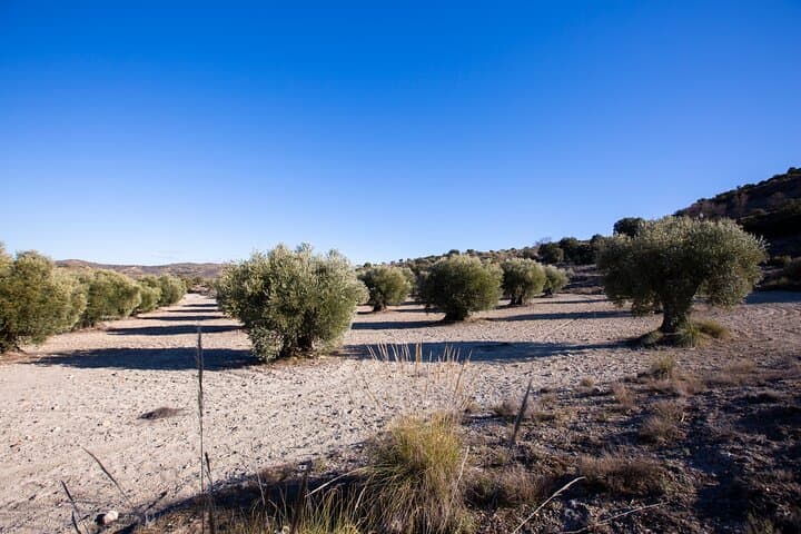 Carabaña houses the regions oldest olive trees, some over a thousand year old - depending on the time of the year we can visit the local olive cooperative and see how the oil is produced
