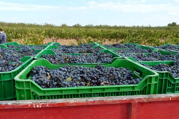 Full Day Private Requena Wineries Premium Tastings