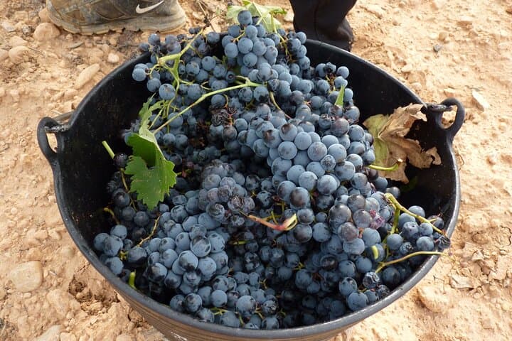 Full Day Private Requena Wineries Premium Tastings