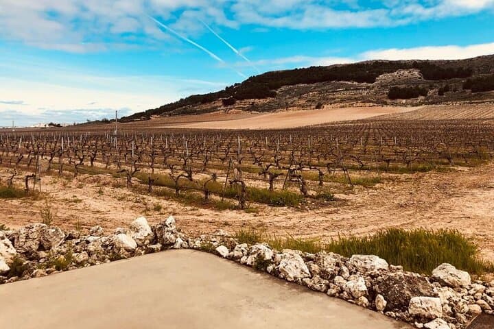 Emilio Moro Winery