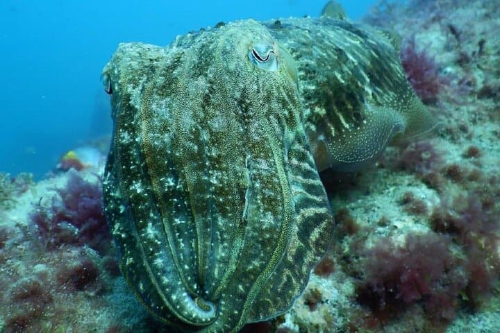 PADI Advanced Diving Course in Gran Canaria