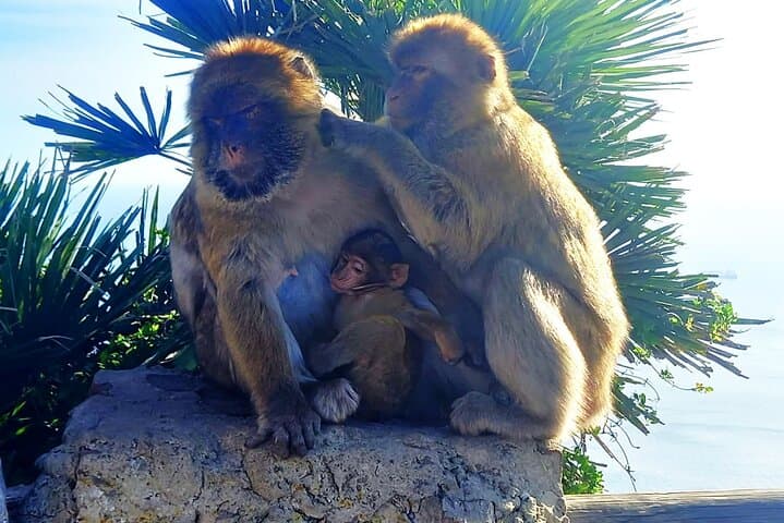 Monkeys in Gibraltar
