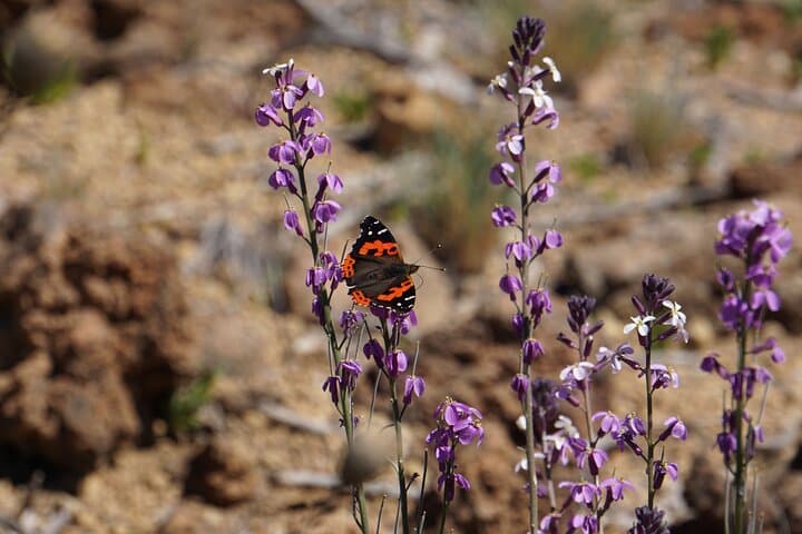 Flora and fauna of Teide