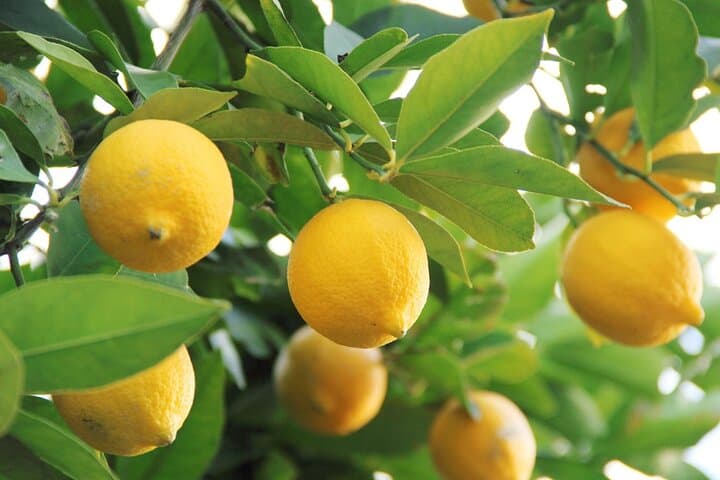 Lemons