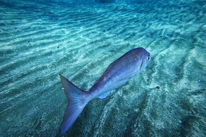 Learn Scuba Diving in Tenerife with Photos Included