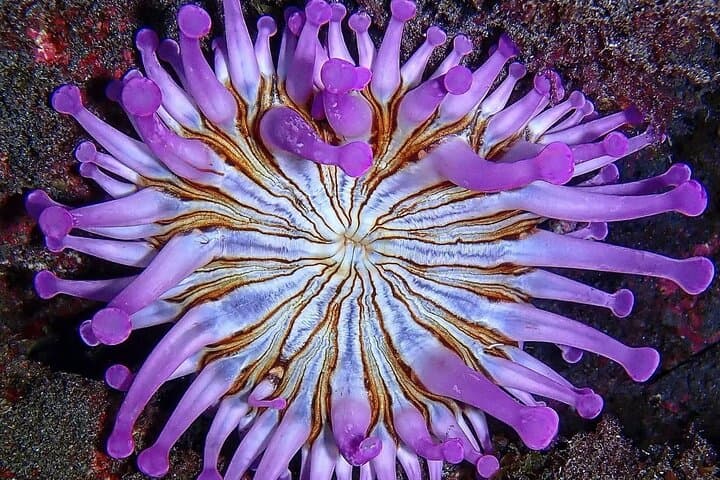 Small Group Snorkeling in Abades Bay with Licensed Guide