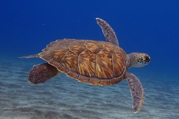 Small Group Snorkeling in Abades Bay with Licensed Guide