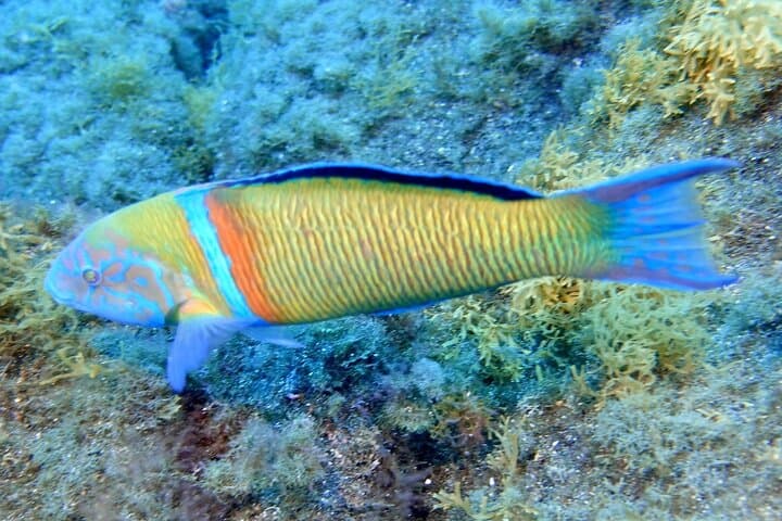 Small Group Snorkeling in Abades Bay with Licensed Guide