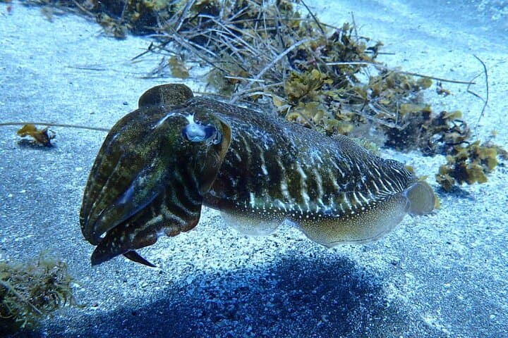 Small Group Snorkeling in Abades Bay with Licensed Guide