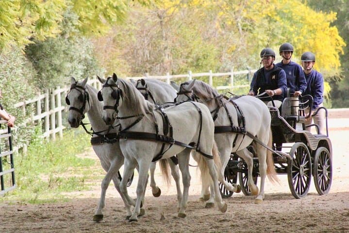 Spanish horses