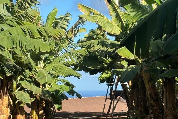 Banana Tree
