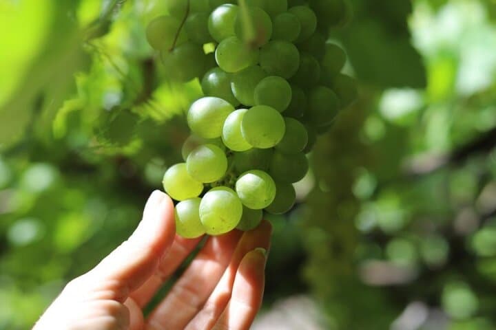 Aaaete wines