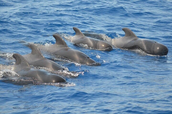 Tropical Pilot whales