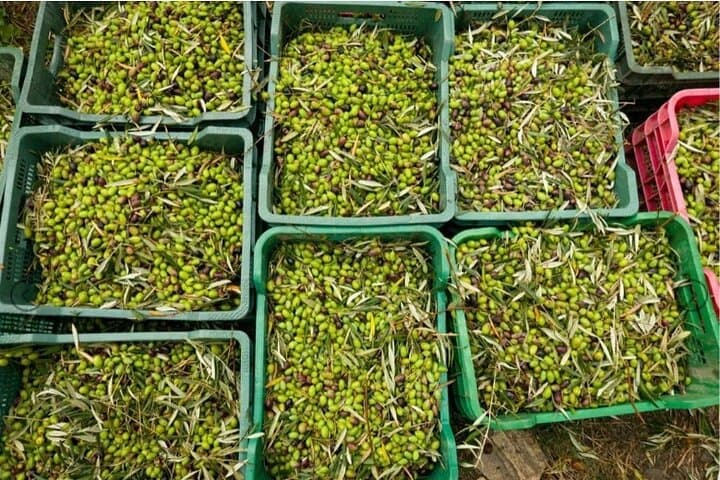 Olive Oil Half Day Private Experience from Granada