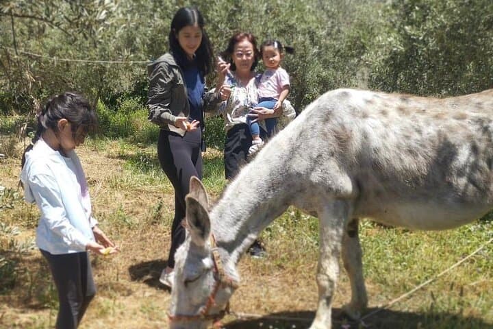 Olive Oil Half Day Private Experience from Granada