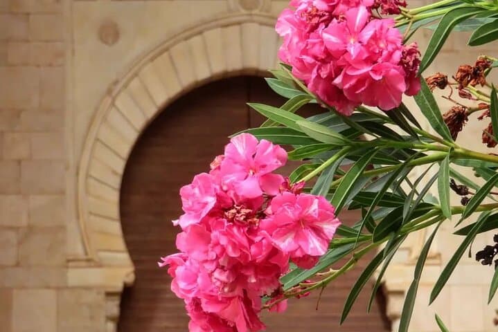 Granada : Alhambra Prestige Group Tour (VIP tickets included)