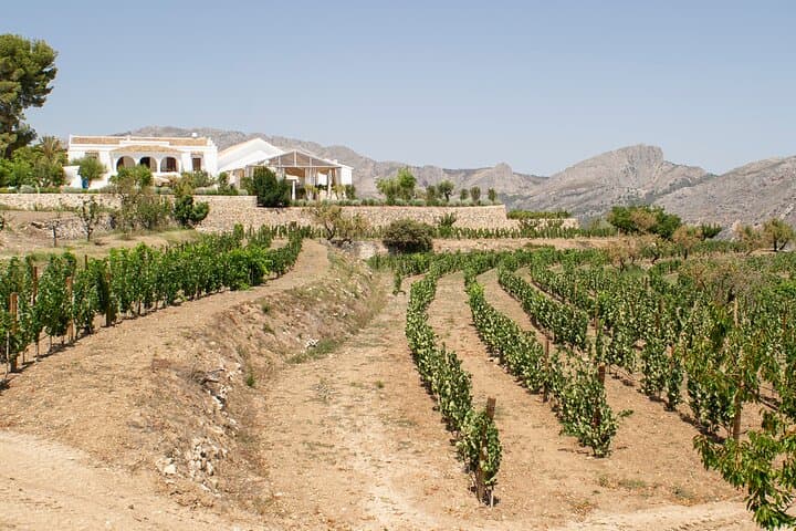 Small Group Winery Tour in Alicante