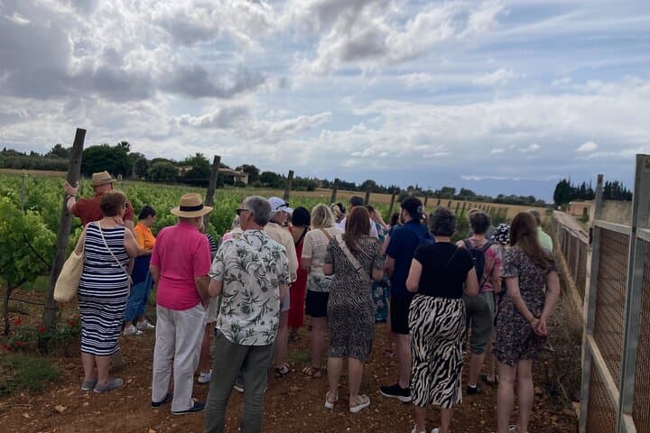 Private Mallorca Shore Excursion Wine Tasting and Sightseeing