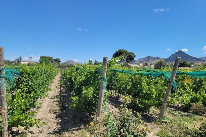 Wine Tour in and Wine Tasting