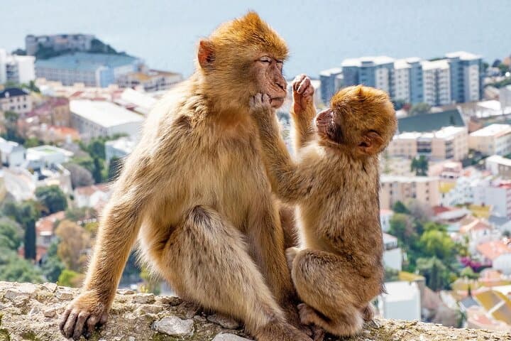 Barbary Macaques