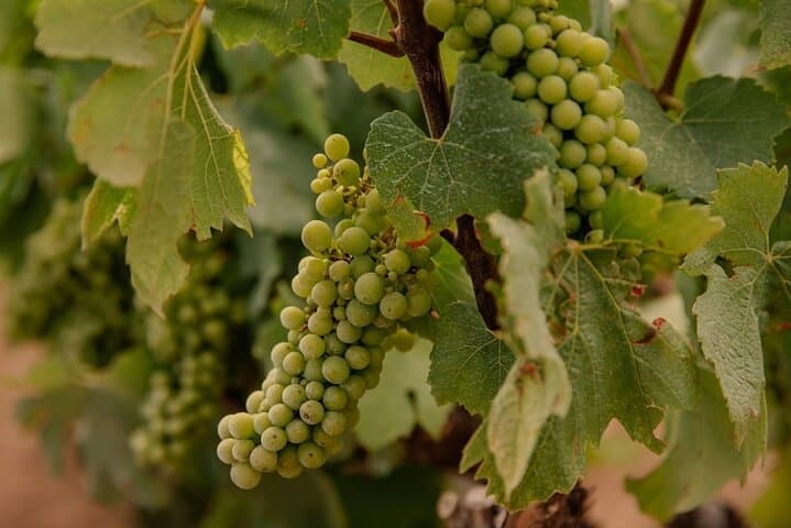 Barcelona: Priorat 3 Wine Tastings + 3-Course Gourmet Lunch
