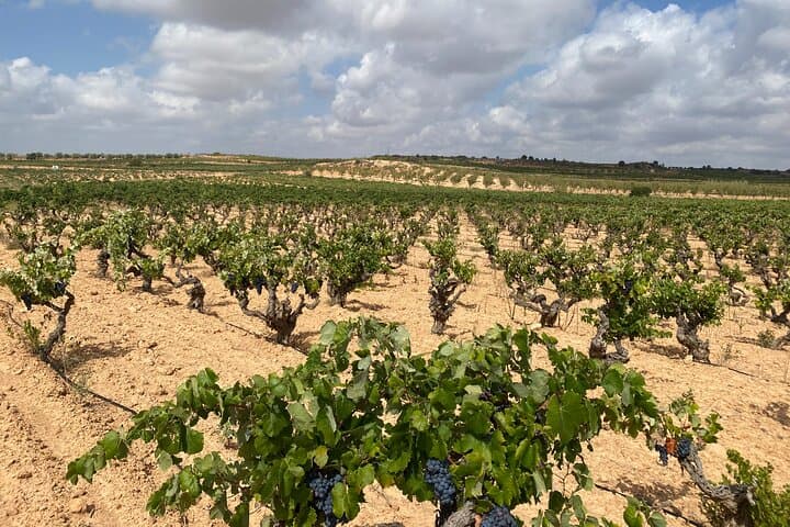 Full Day Private Requena Wineries Premium Tastings