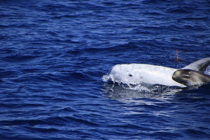Cetacean Watching Tour