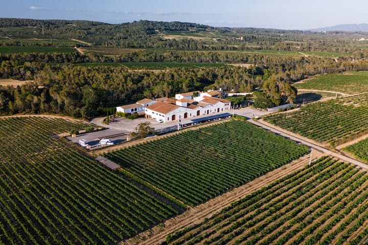Winery tour & wine tasting in Penedès region 40min from Barcelona
