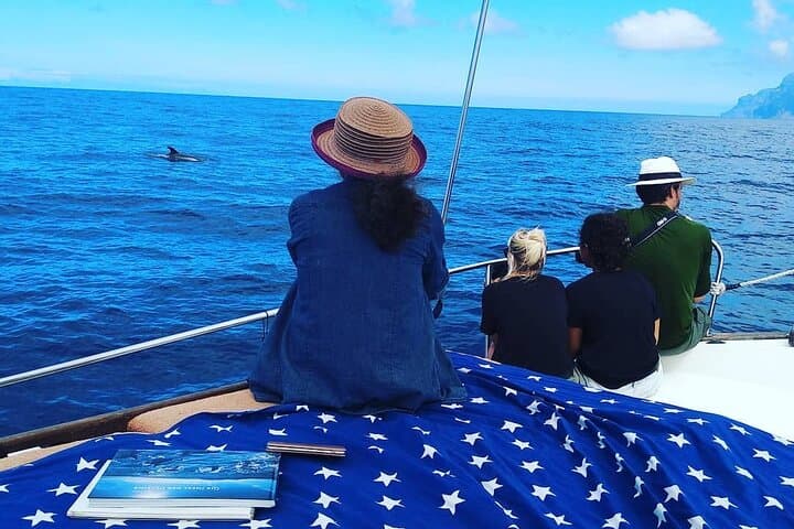 Small Group Boat Whale and Dolphin Watching Tour