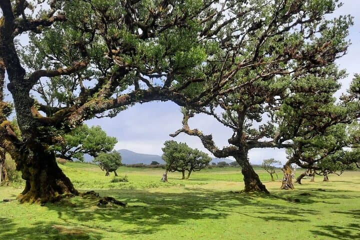 fanal