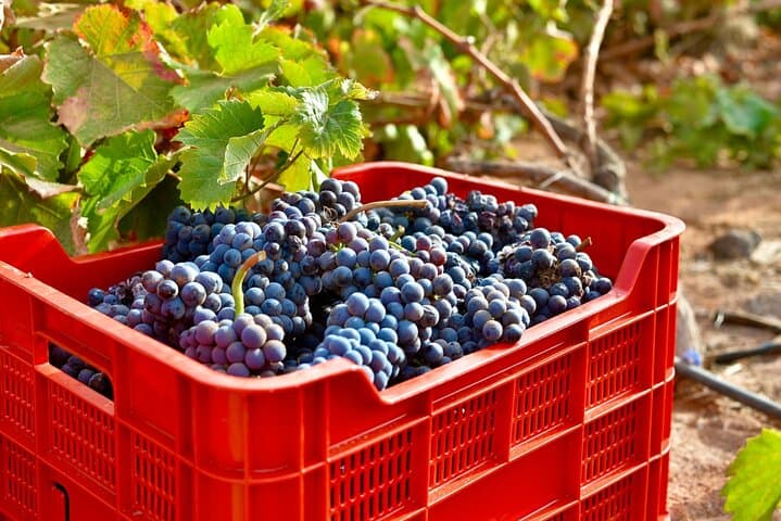 Vineyard Tour with Wine Tasting and Local Products