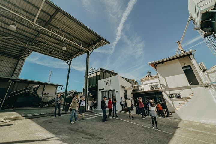 The Olive Oil Journey: Grove and Mill Visit