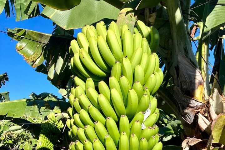 Tenerife Eco Banana Farm Tour