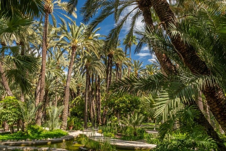 Elche Private Half-Day Tour from Alicante