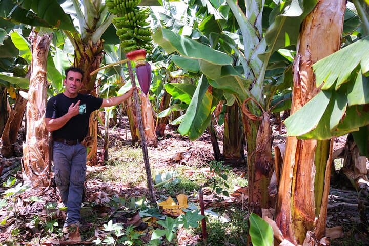 Eco Friendly Banana Cultivation Tour in La Palma